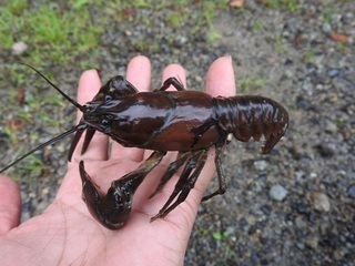 鳥野目河川公園の水路に潜む者 ウチダザリガニ 釣りキチ マチャの 御当地怪魚録