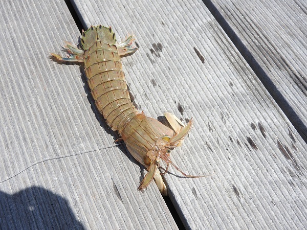 仙台港の掃除屋 死肉を貪る怪生物 シャコ 釣りキチ マチャの 御当地怪魚録