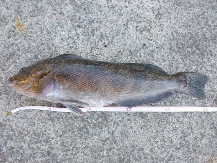 一年中 黄金に輝くナガレアイナメの謎 釣りキチ マチャの 御当地怪魚録