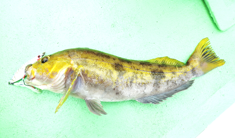 一年中 黄金に輝くナガレアイナメの謎 釣りキチ マチャの 御当地怪魚録