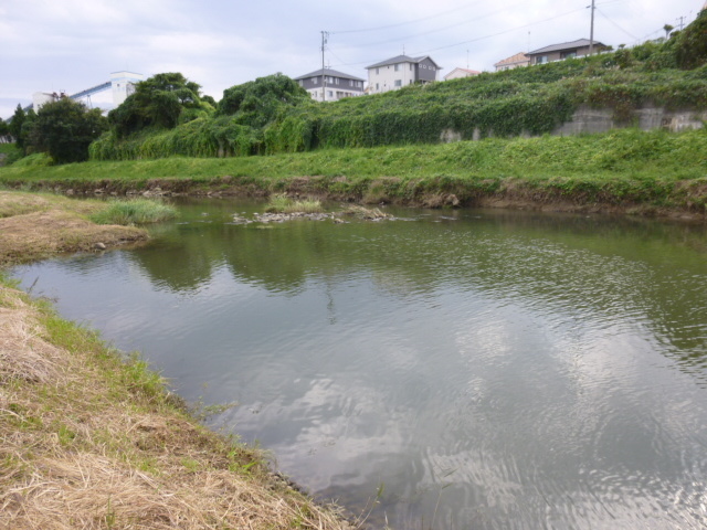 空からの強奪者 トンビ 釣りキチ マチャの 御当地怪魚録